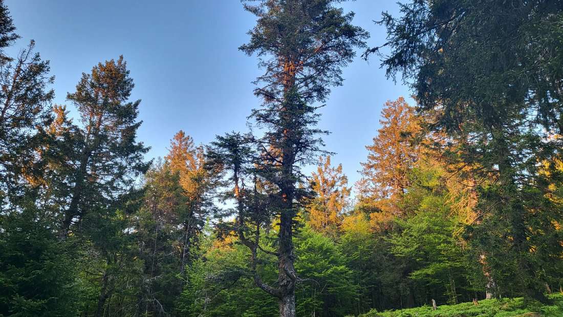 Vogen_062 Vogen_062